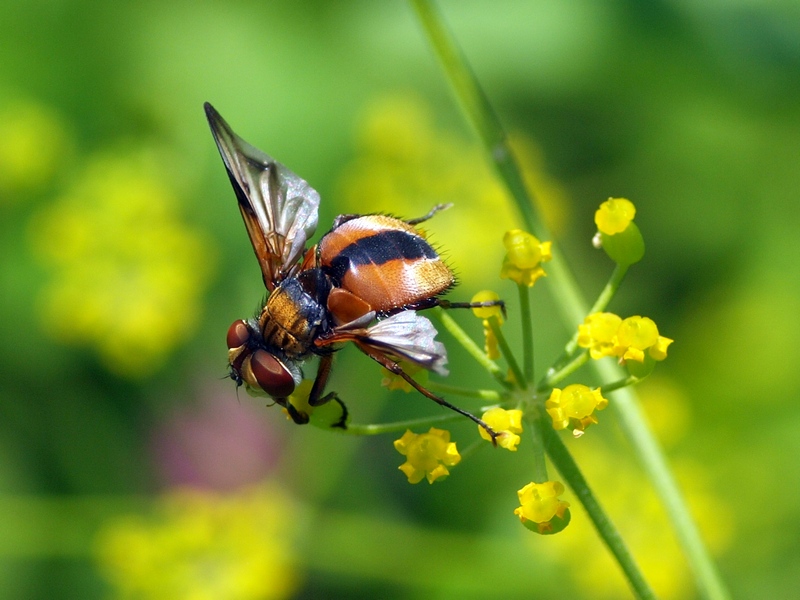 Tachinidae: Ectophasia crassipennis